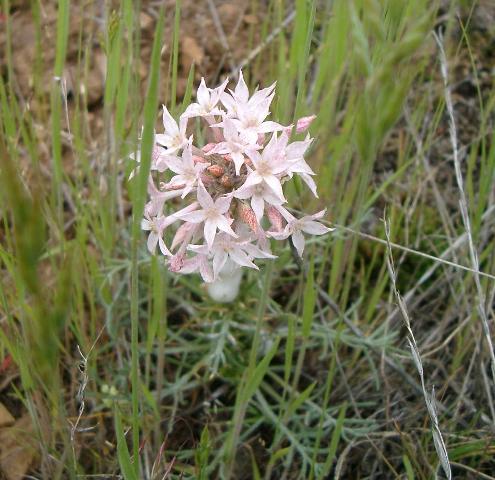 ipomopsis aggregata white